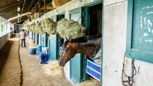 A backstretch shedrow.