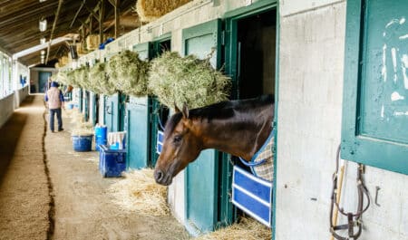 A backstretch shedrow.