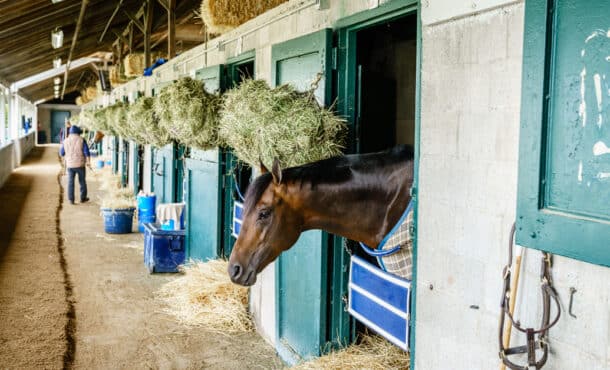 A backstretch shedrow.