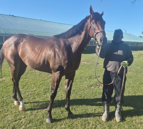 A groom holding a bay horse on the backstretch.
