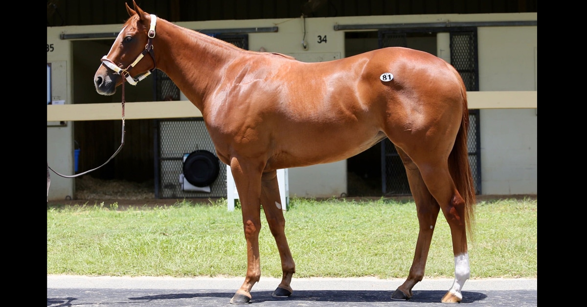 Conformation shot of a chestnut filly.