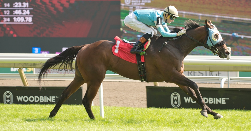 A bay horse winning a race at Woodbine.