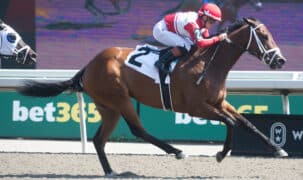 A bay mare winning a race at Woodbine.