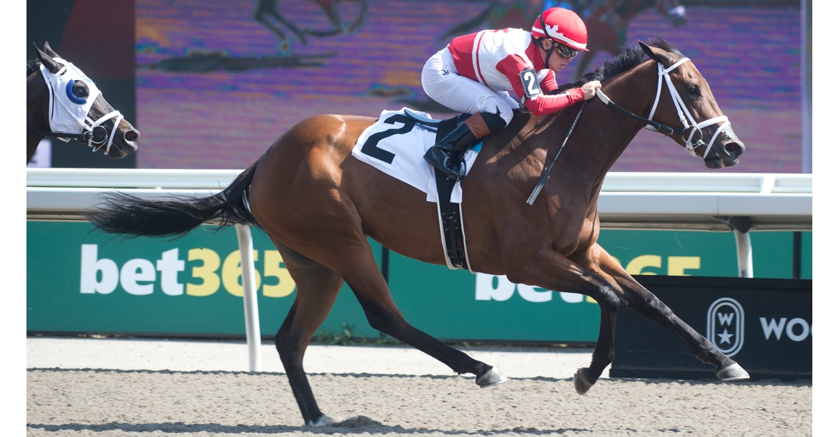 A bay mare winning a race at Woodbine.