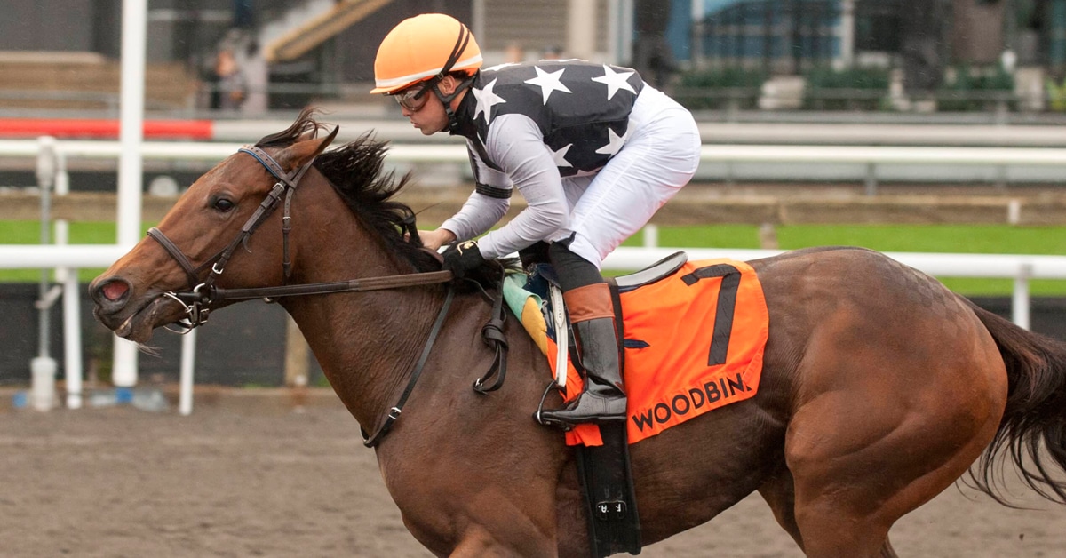 A bay horse winning a race at Woodbine.