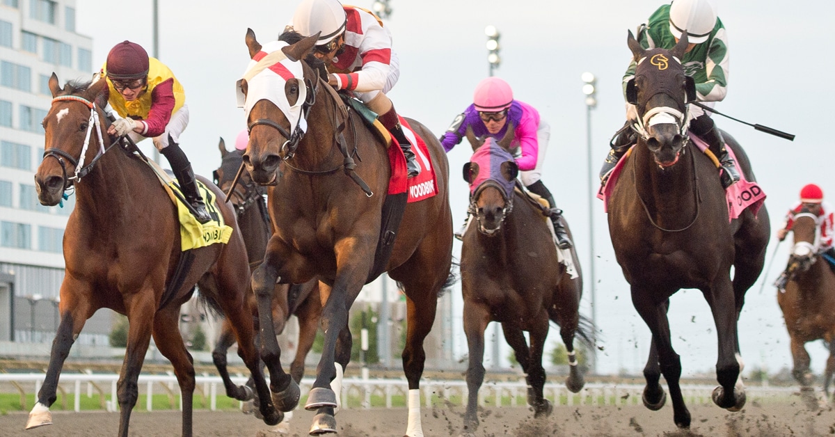 Head-on shot of horses racing at Woodbine.