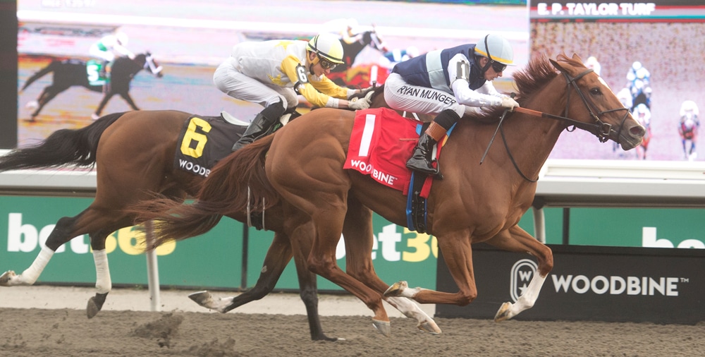 A chestnut horse winning a race at Woodbine.