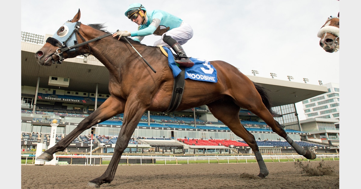 A bay horse winning a race at Woodbine.