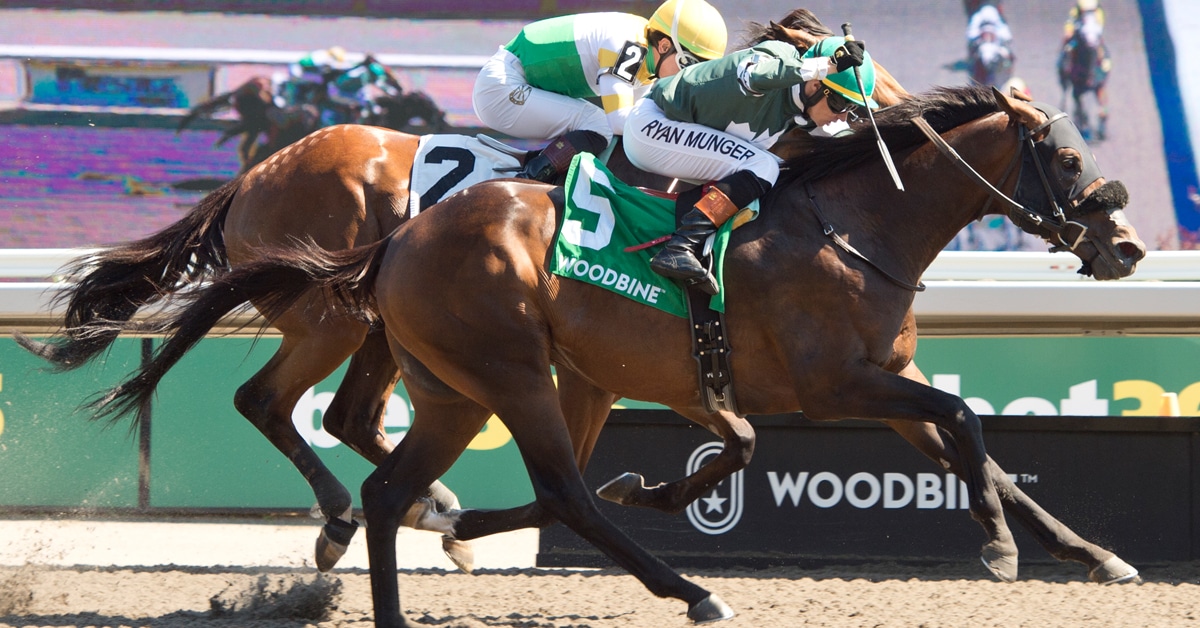A bay horse winning a race at Woodbine.