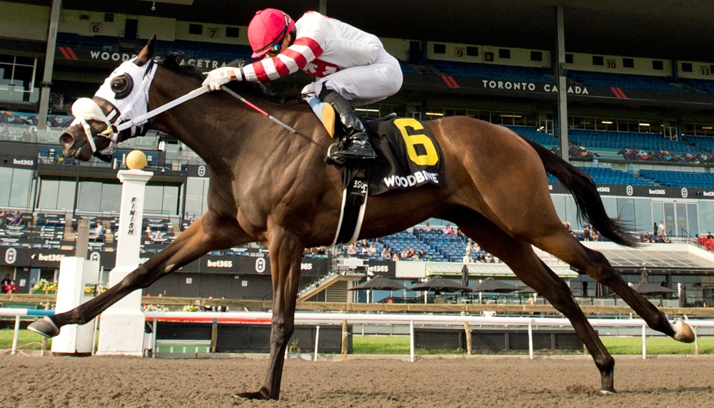 A bay horse winning a race at Woodbine.