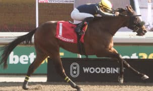 A bay horse winning a race at Woodbine.