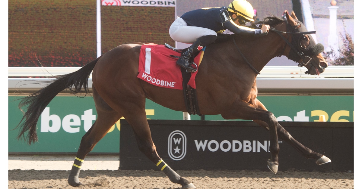 A bay horse winning a race at Woodbine.
