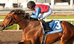 A bay horse winning a race at Woodbine.