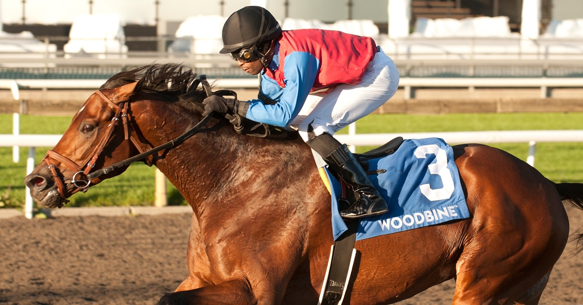 A bay horse winning a race at Woodbine.