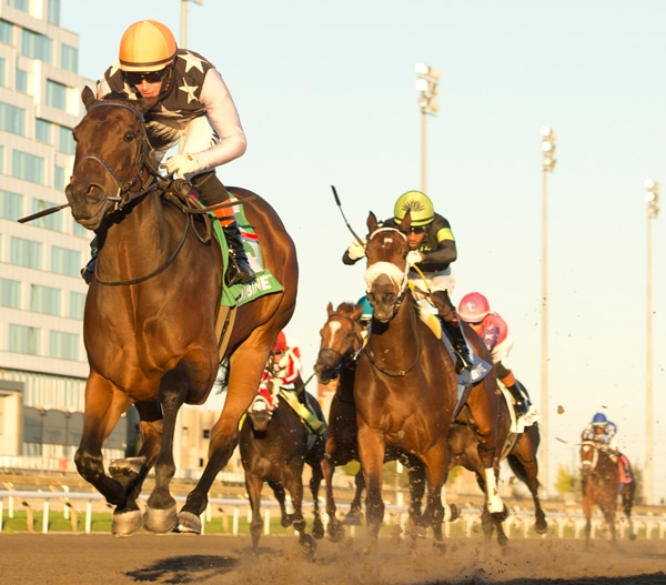 Horses racing to the finish at Woodbine.