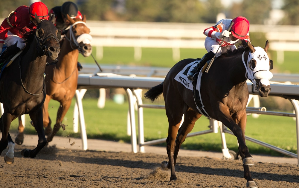 A bay horse winning a race at Woodbine.