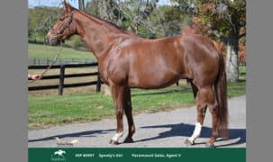 A conformation shot of a chestnut mare.