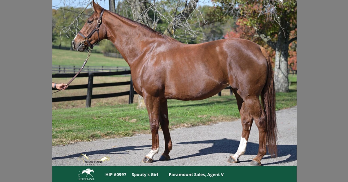 A conformation shot of a chestnut mare.