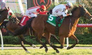 A bay horse winning a race on the turf at Woodbine.