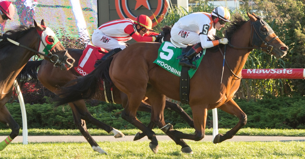 A bay horse winning a race on the turf at Woodbine.