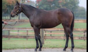 A conformation shot of a lovely bay filly.