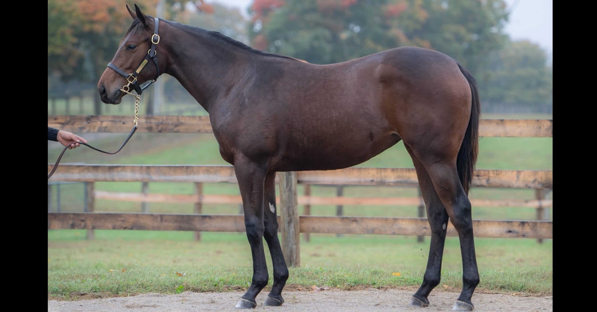 A conformation shot of a lovely bay filly.
