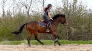 A woman riding a bay thoroughbred in a riding ring.