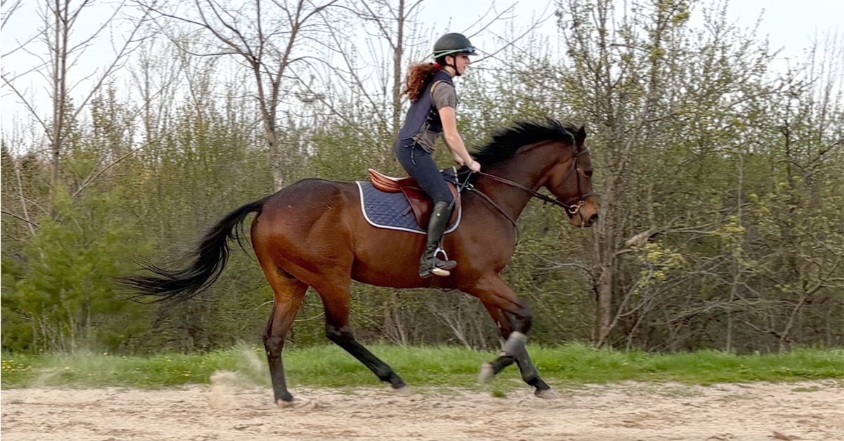 A woman riding a bay thoroughbred in a riding ring.