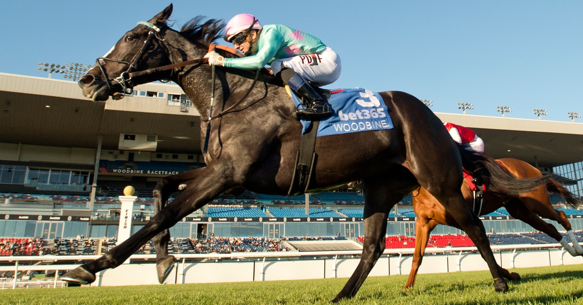 A dark bay mare winning a race at Woodbine.