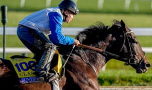 A dark bay horse being galloped on a racetrack.