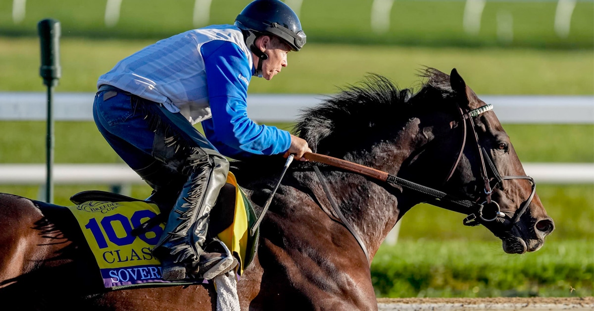 A dark bay horse being galloped on a racetrack.