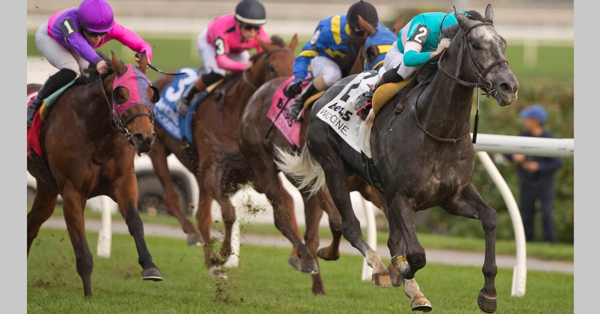 Horses racing down the stretch at Woodbine.