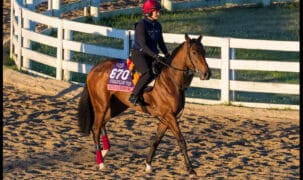 A horse being exercised on a dirt track.