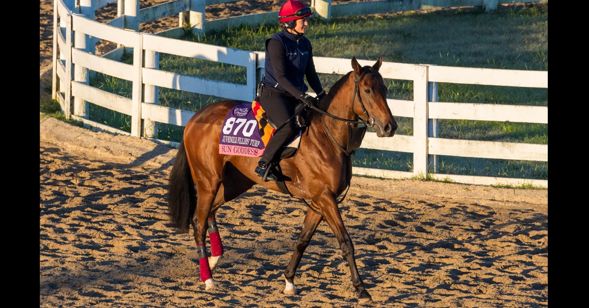 A horse being exercised on a dirt track.