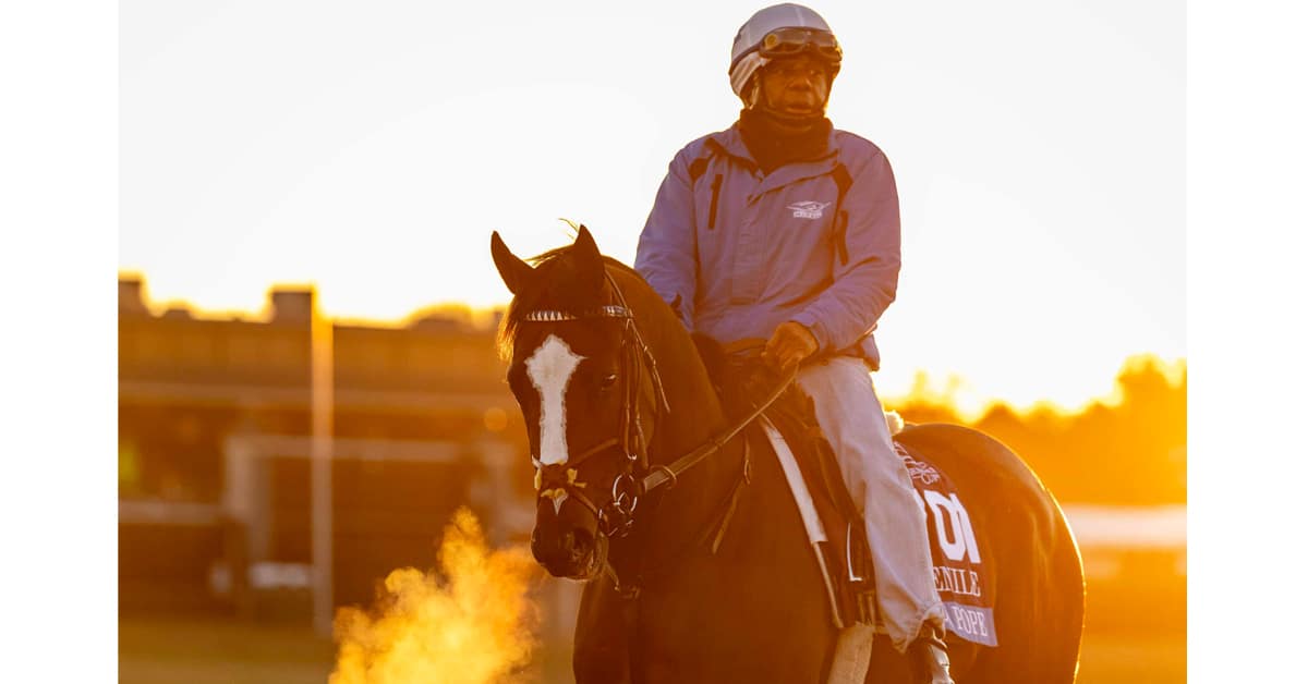A horse and exercise rider in the early morning.